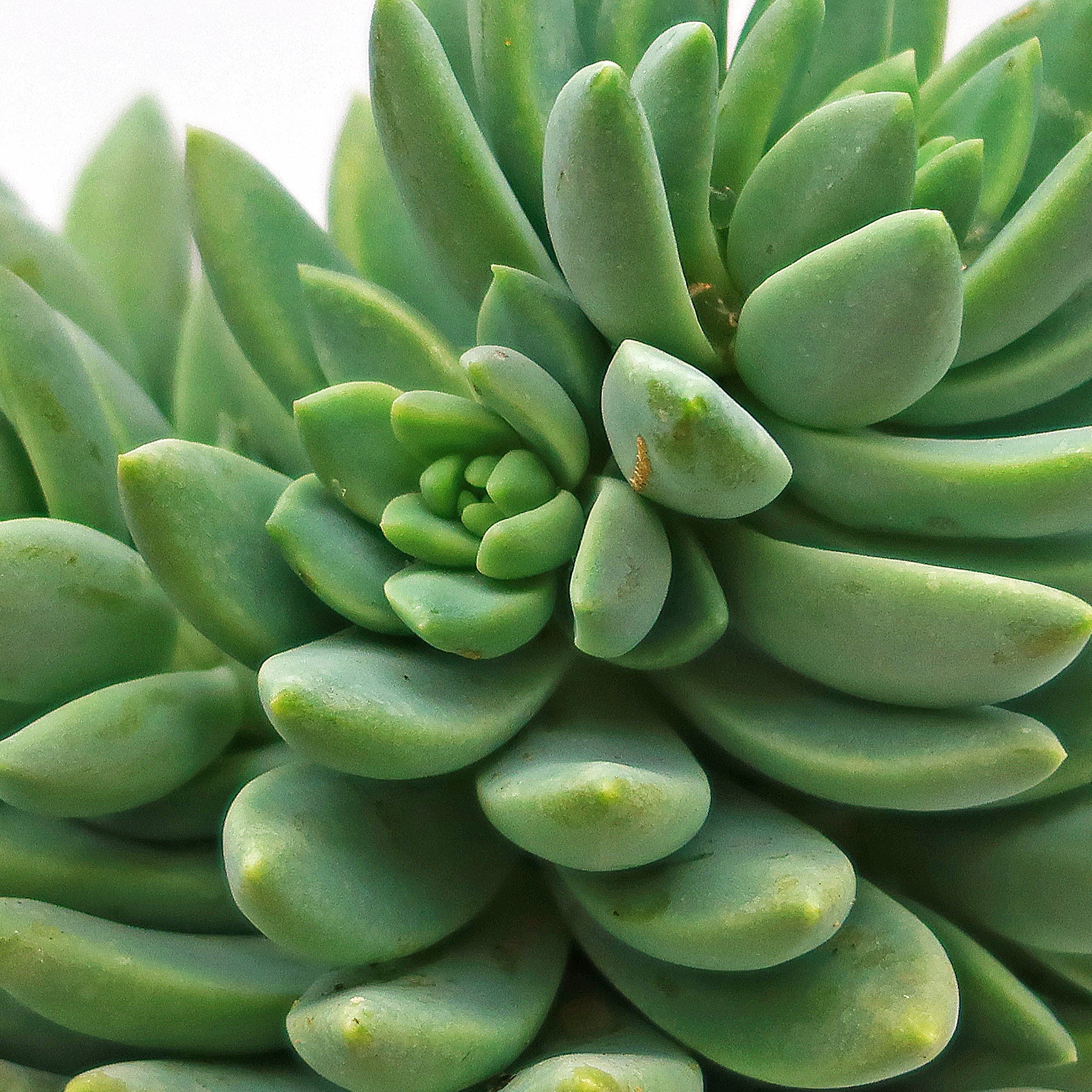 blue elf succulent propagation Happy Plant
