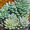 Happy Plant - Sedeveria &