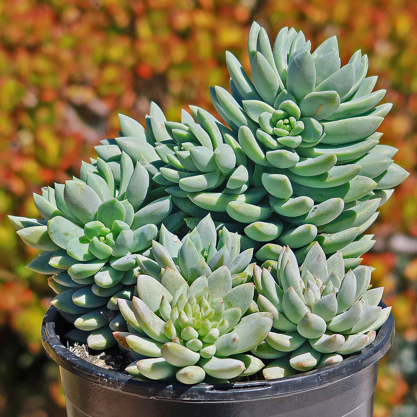 aurora blue succulent Blue Elf Sedeveria