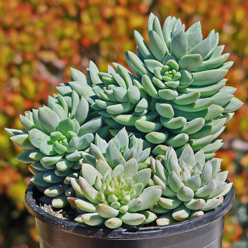 Blue Elf Sedeveria