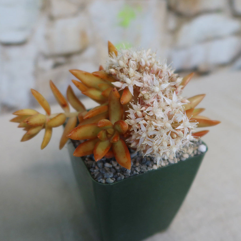 Firestorm Sedum
