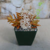 Firestorm Sedum
