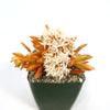 Firestorm Sedum
