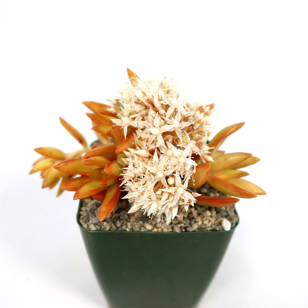 Firestorm Sedum