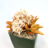 Firestorm Sedum