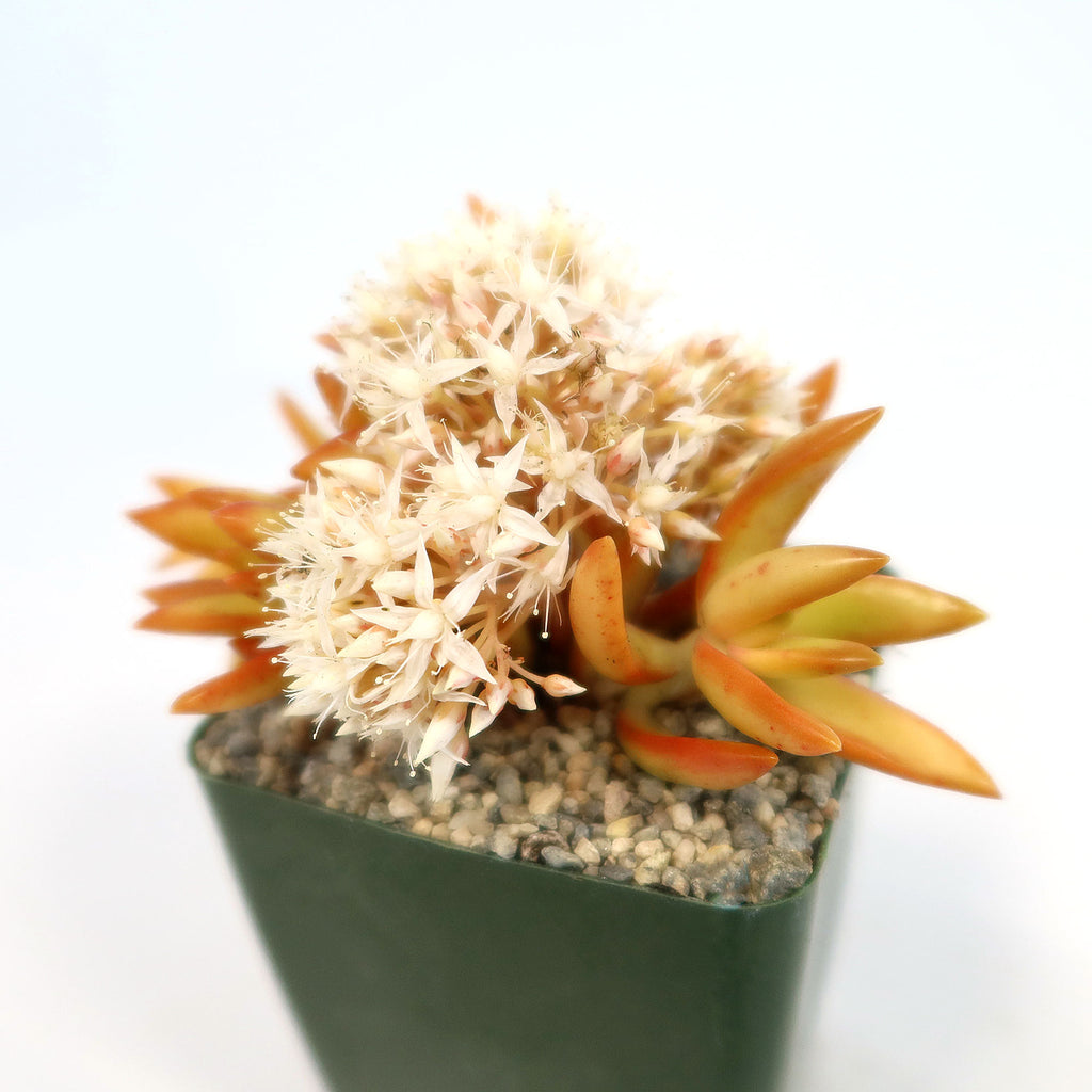 Firestorm Sedum
