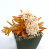 Firestorm Sedum