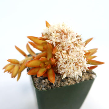 firestorm succulent Firestorm Sedum