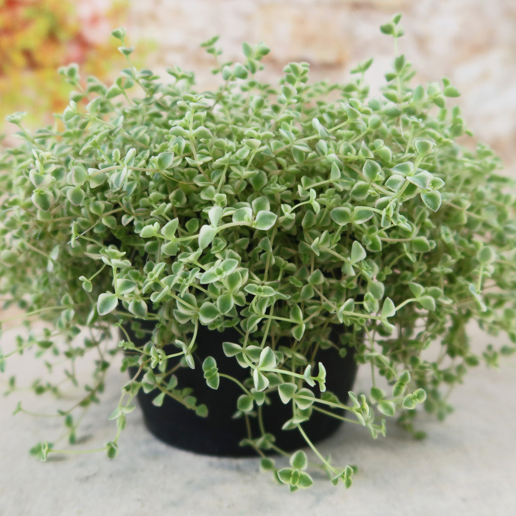 Sedum Little Missy ‘Variegated’