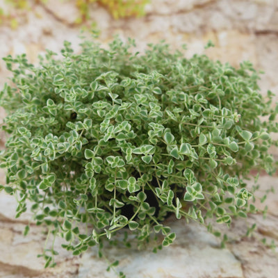 Sedum Little Missy ‘Variegated’