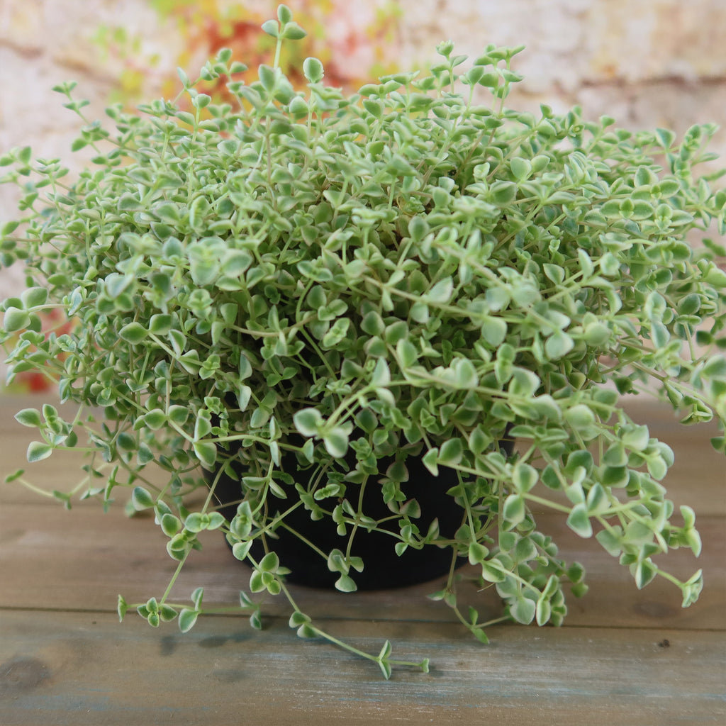 Sedum Little Missy ‘Variegated’