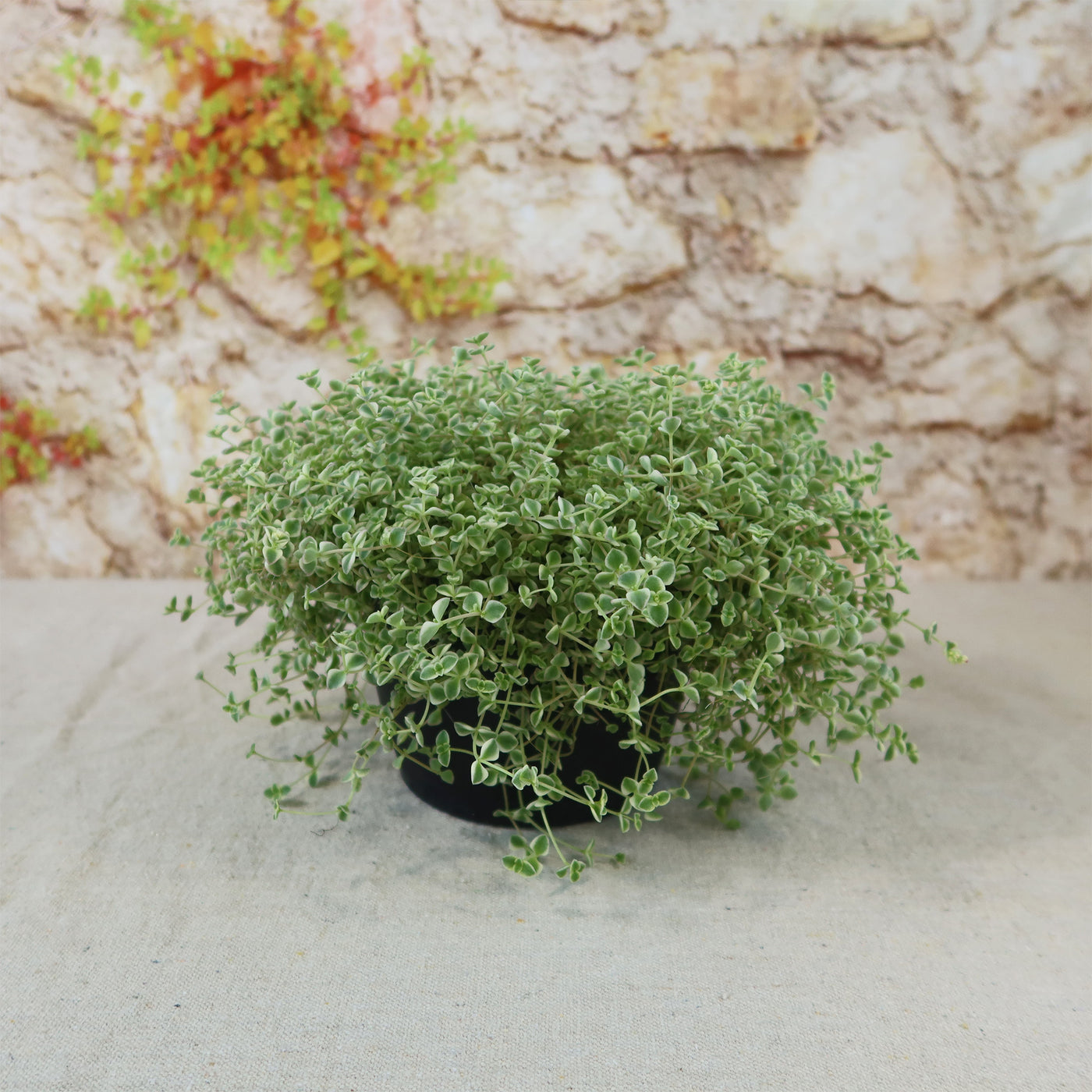 Sedum Little Missy ‘Variegated’