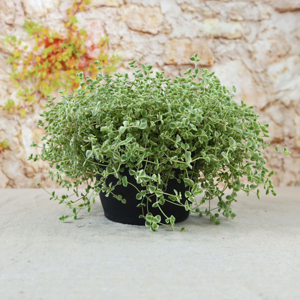 Sedum Little Missy ‘Variegated’