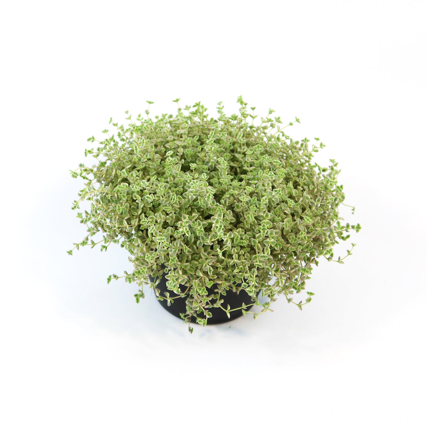 tiny leaf succulent Shop 'Sedum little missy Variegated' Care & Info