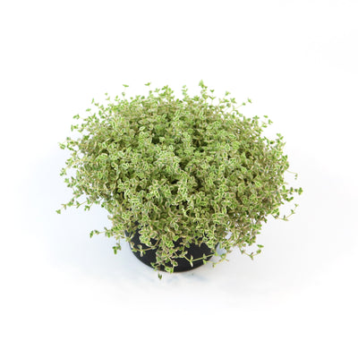 Sedum Little Missy ‘Variegated’