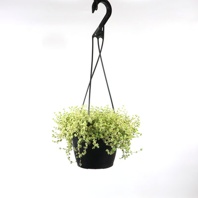 Sedum Little Missy ‘Variegated’