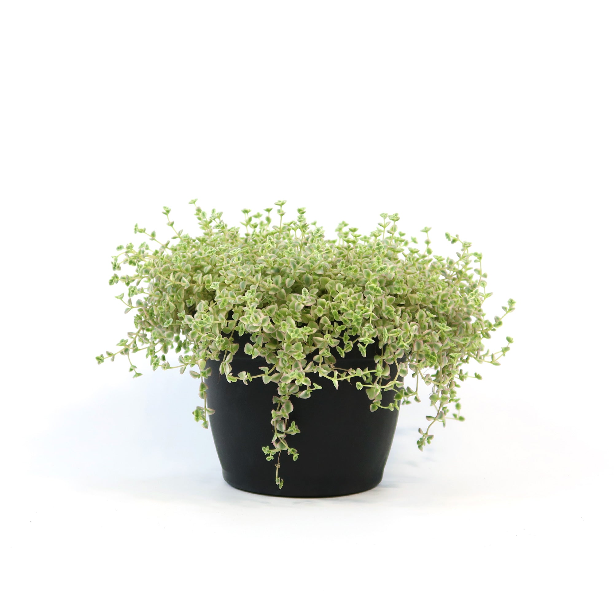 Sedum Little Missy ‘Variegated’