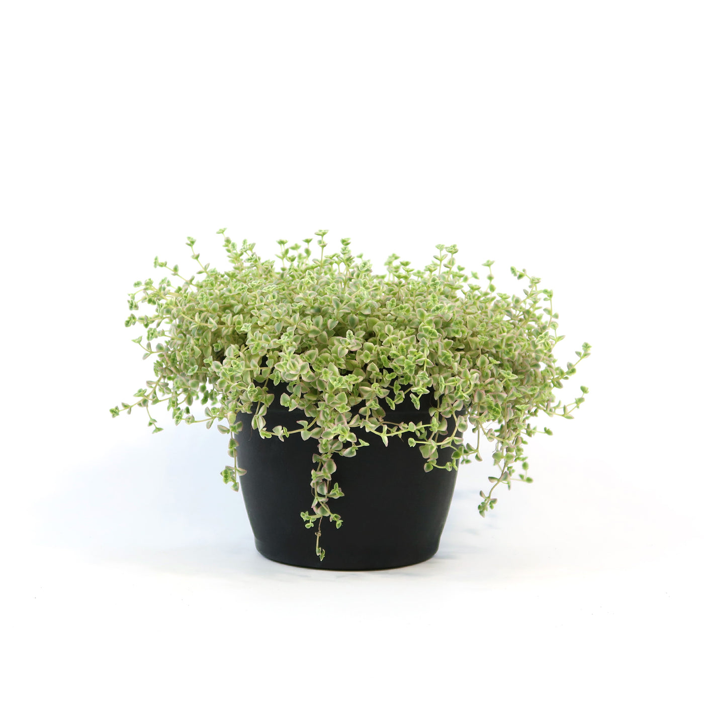 Sedum Little Missy ‘Variegated’