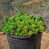 Pink Jellybean Succulent - Sedum rubrotinctum aurora