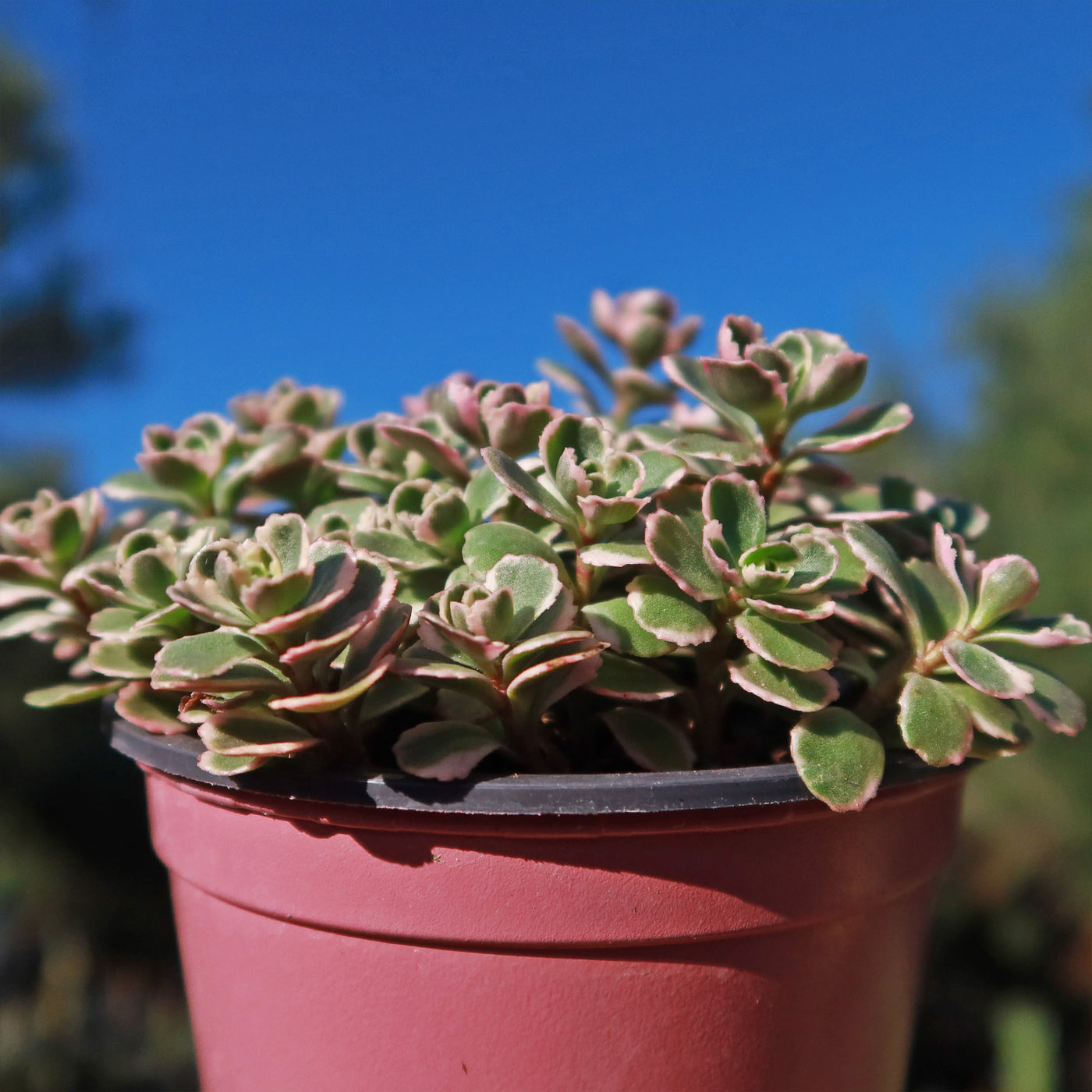succulent tricolor Buy 'Sedum Spurium Tricolor' Online