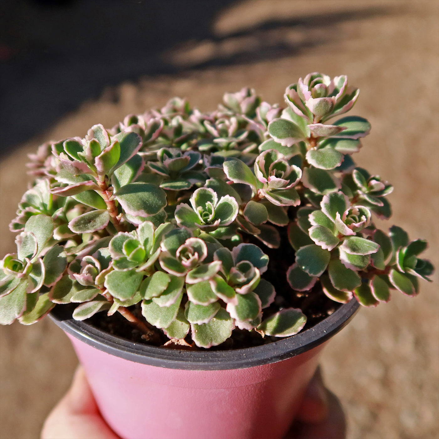 sedum succulent indoor Buy 'Sedum Spurium Tricolor' Online