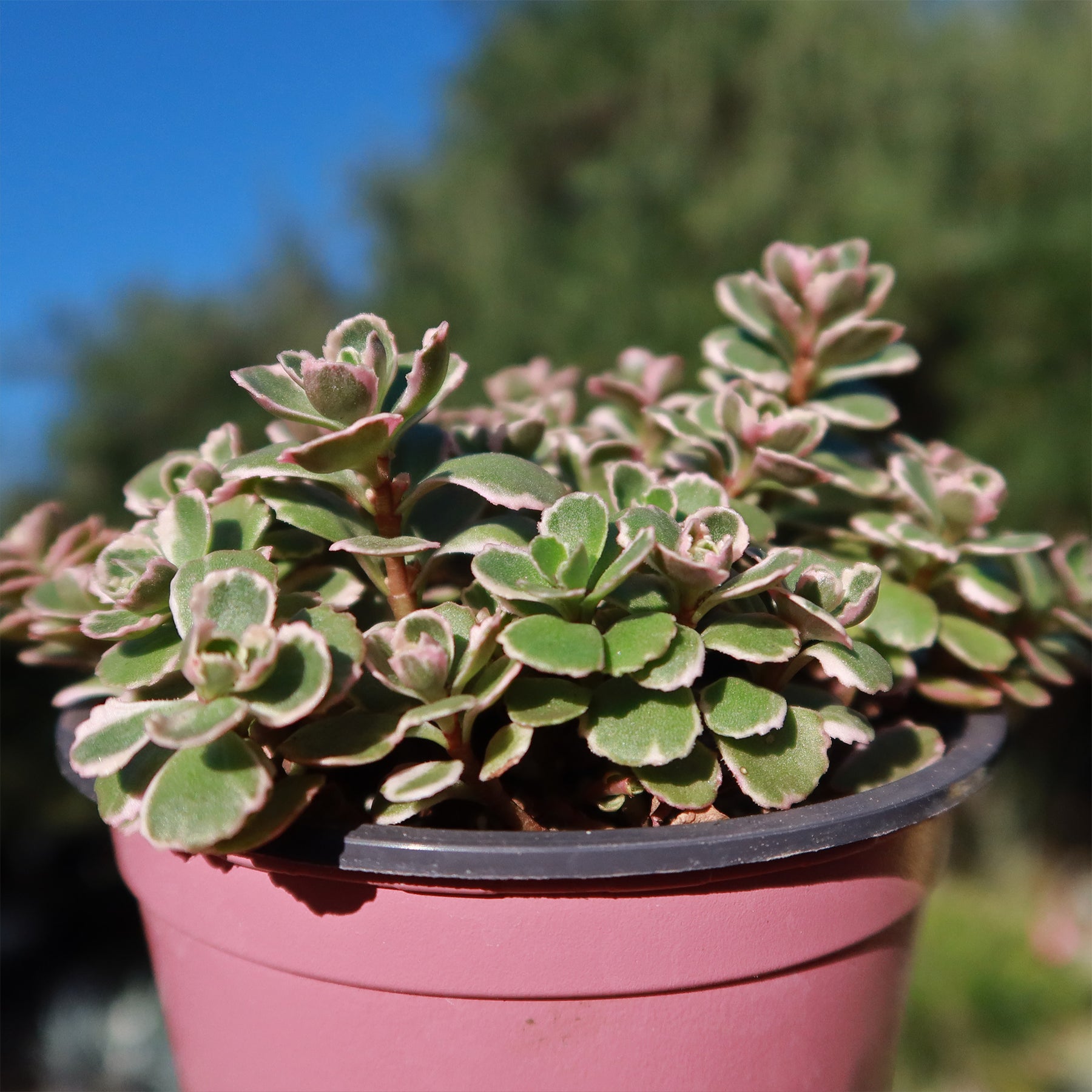tri color sedum succulent Buy 'Sedum Spurium Tricolor' Online