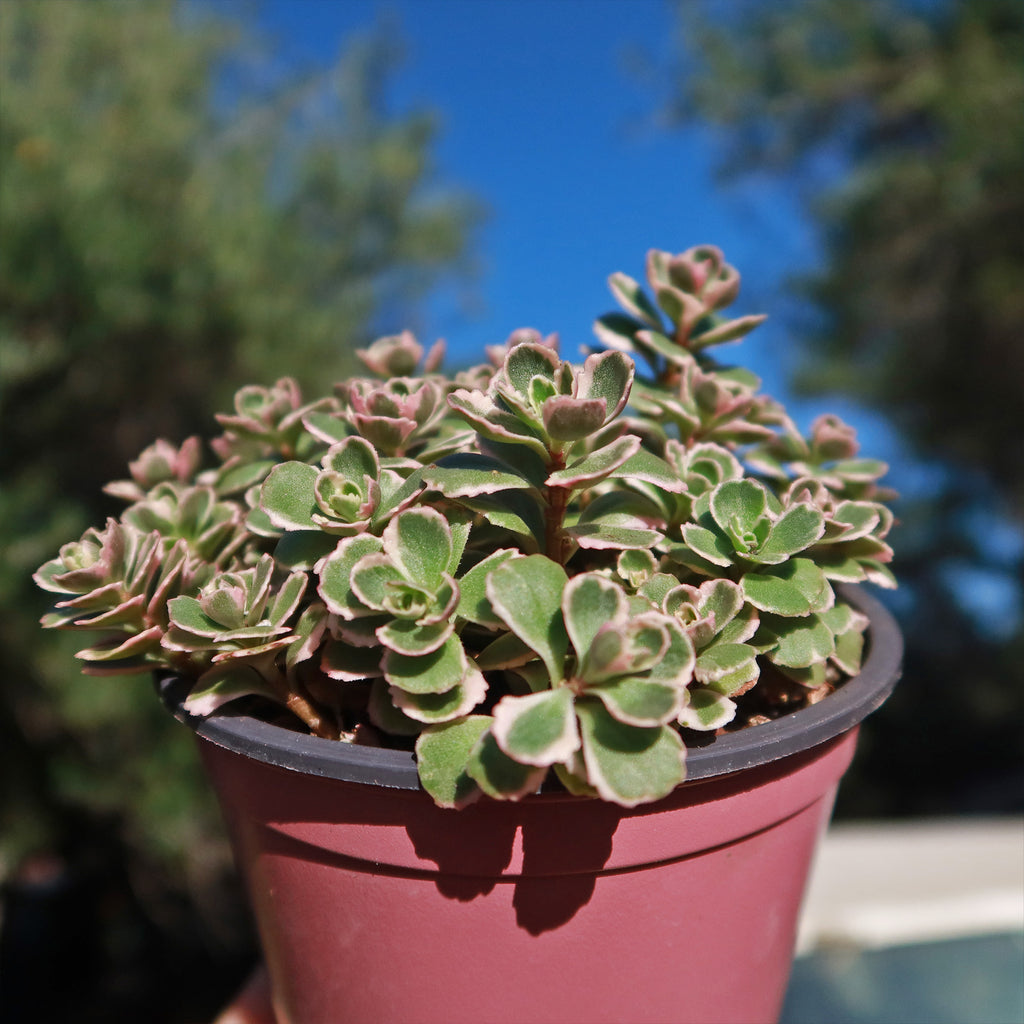 Sedum Spurium &