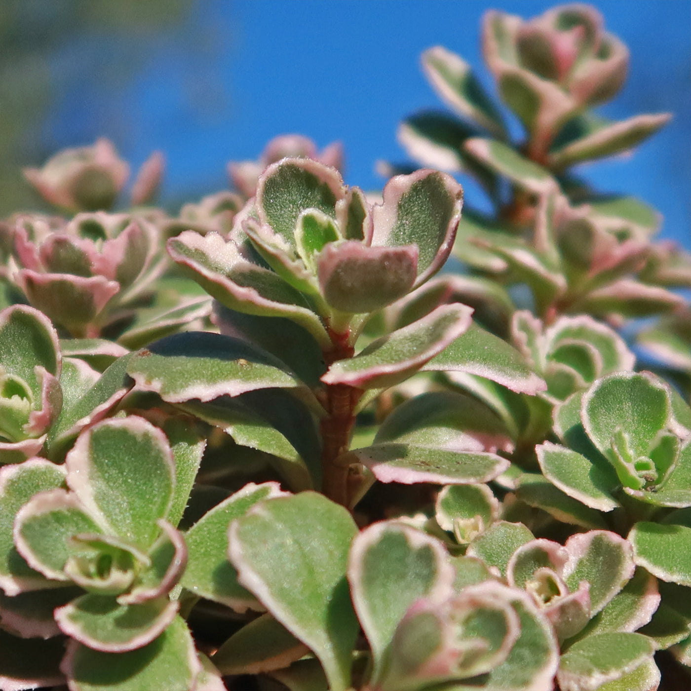 tri color sedum succulent Buy 'Sedum Spurium Tricolor' Online