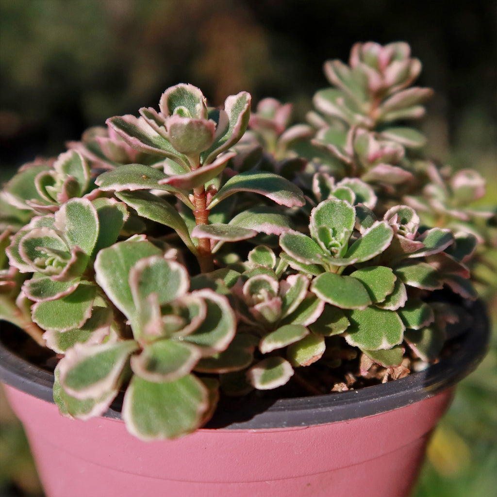 Sedum Spurium &