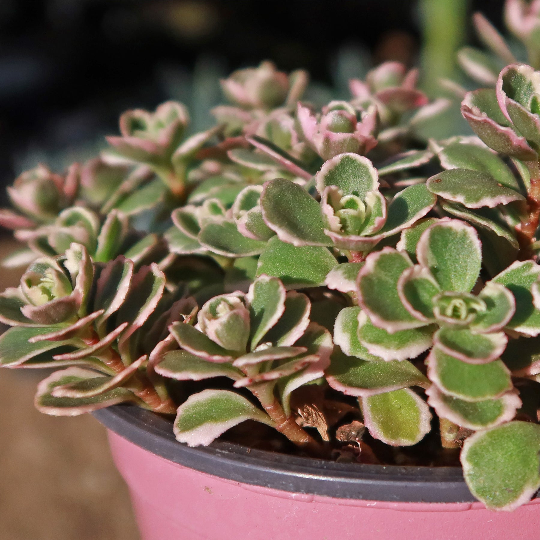 tricolor succulent Buy 'Sedum Spurium Tricolor' Online