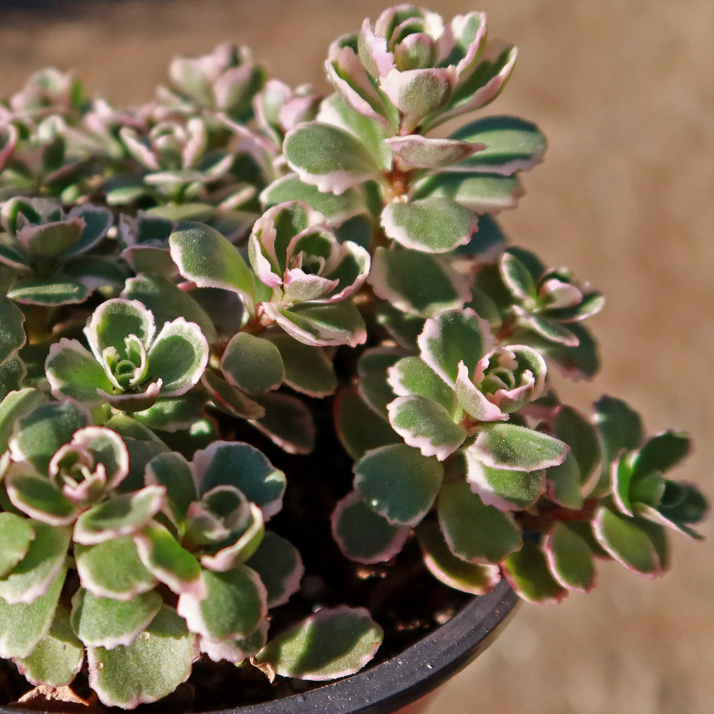tricolor succulent Sedum Spurium 'Tricolor'