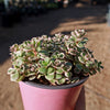 Sedum Spurium &