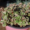 Sedum Spurium &