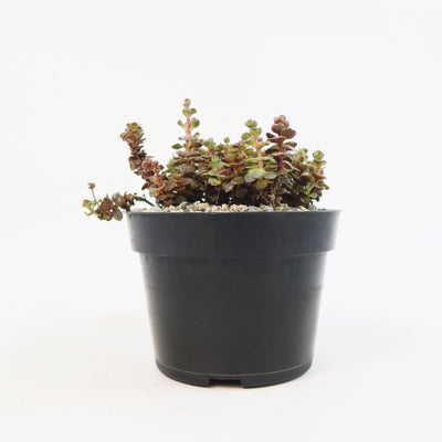 Sedum ‘Mahogany Red’