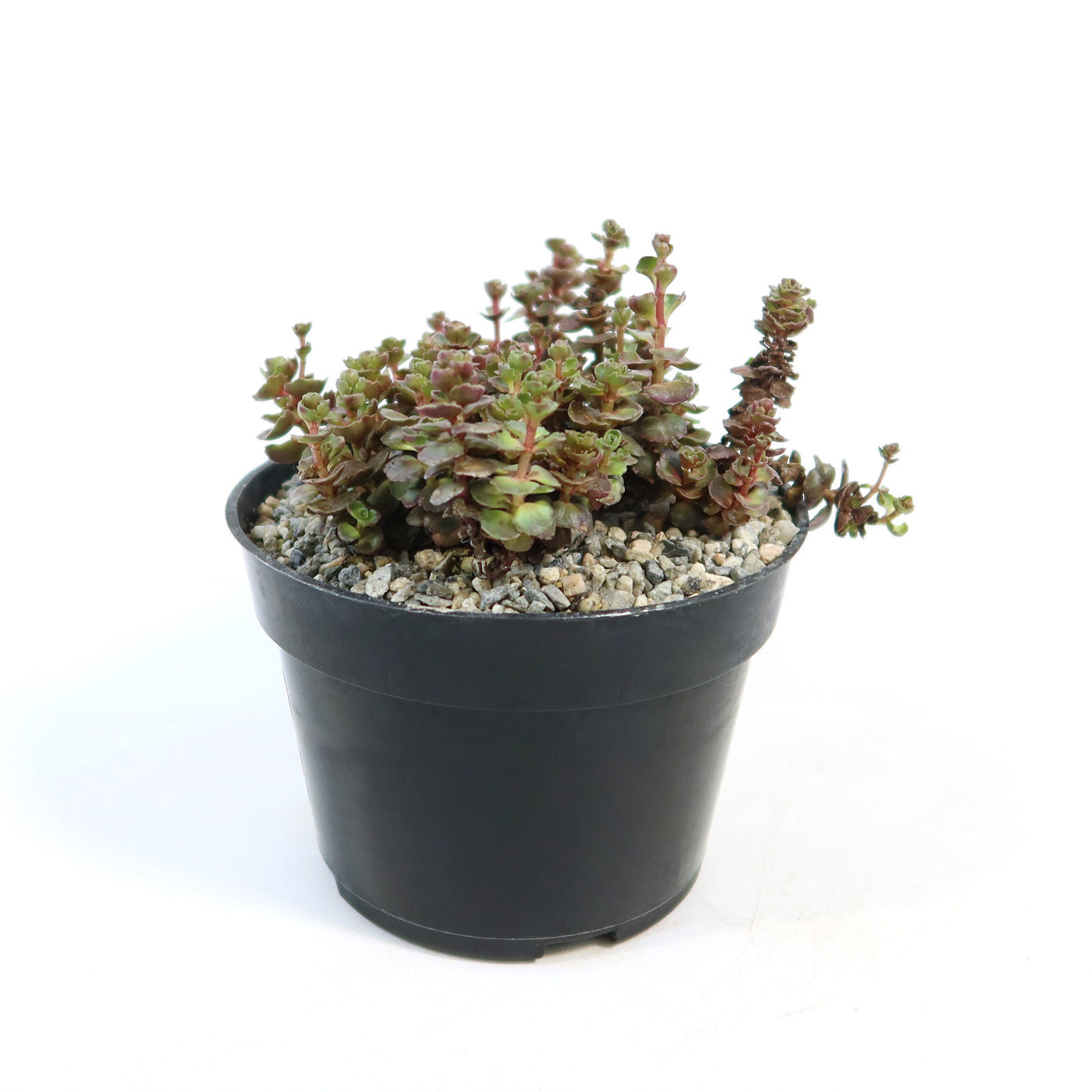 Sedum ‘Mahogany Red’