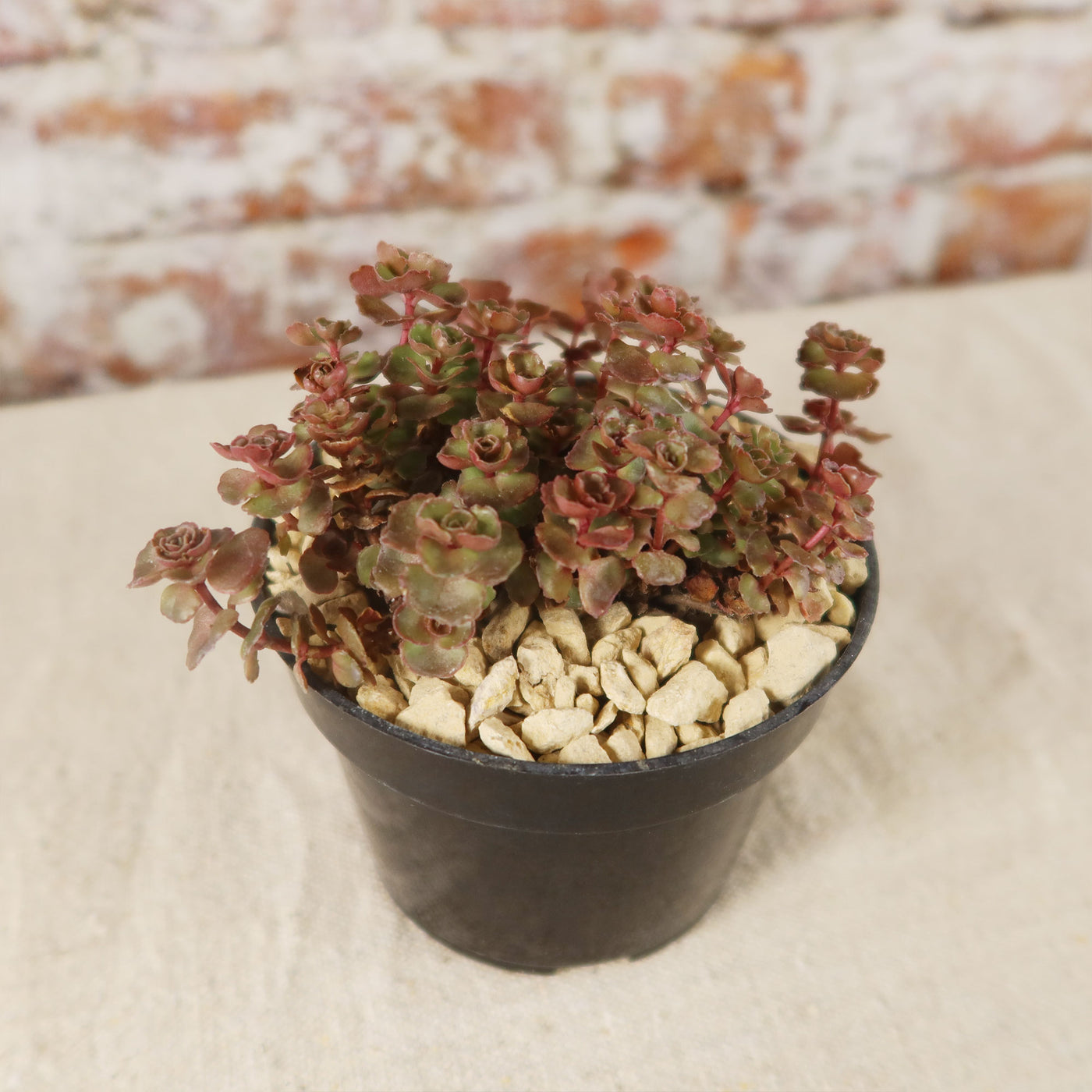 Sedum ‘Mahogany Red’
