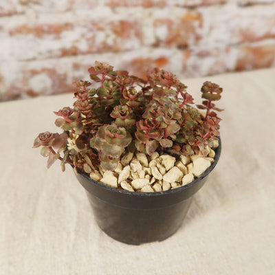Sedum ‘Mahogany Red’