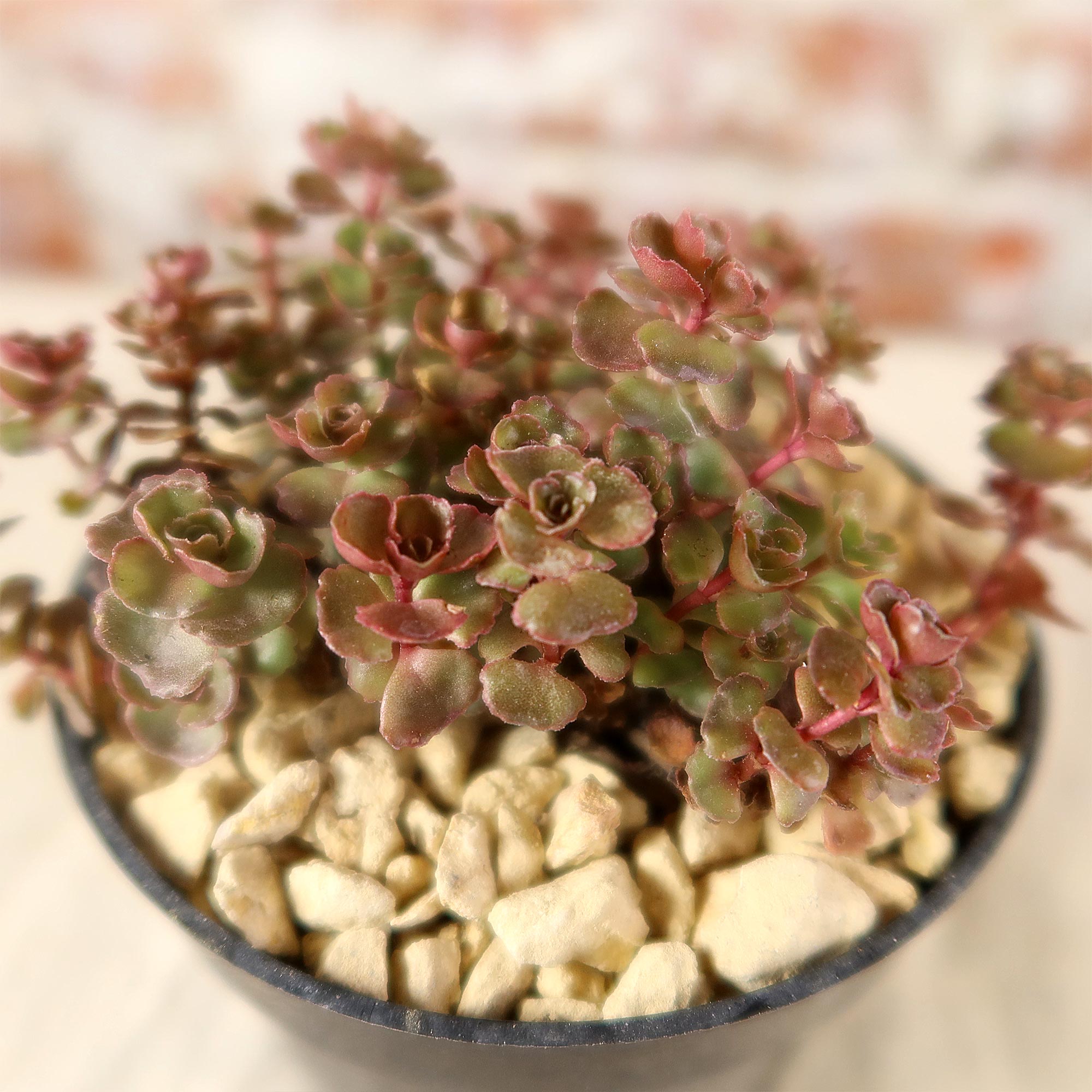 Sedum ‘Mahogany Red’