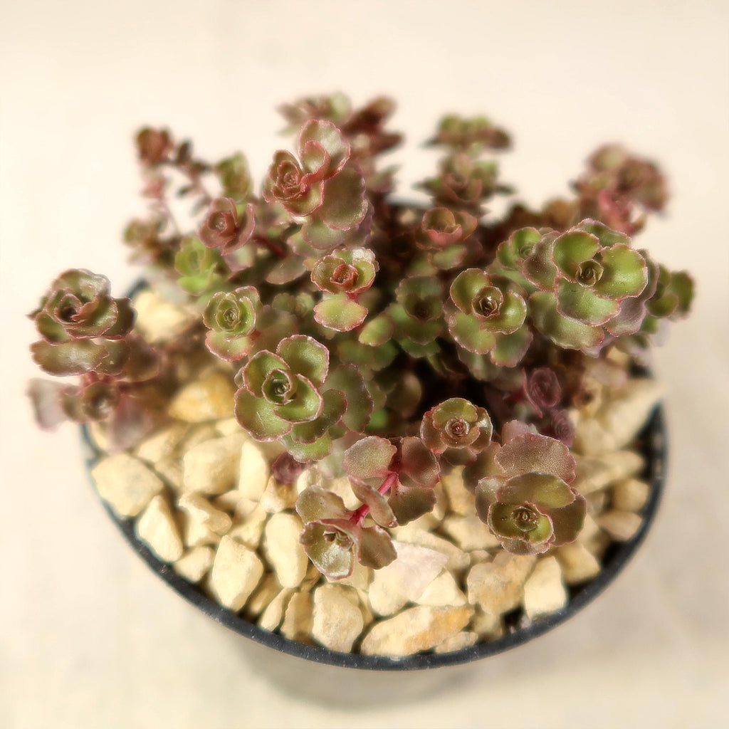 Sedum ‘Mahogany Red’