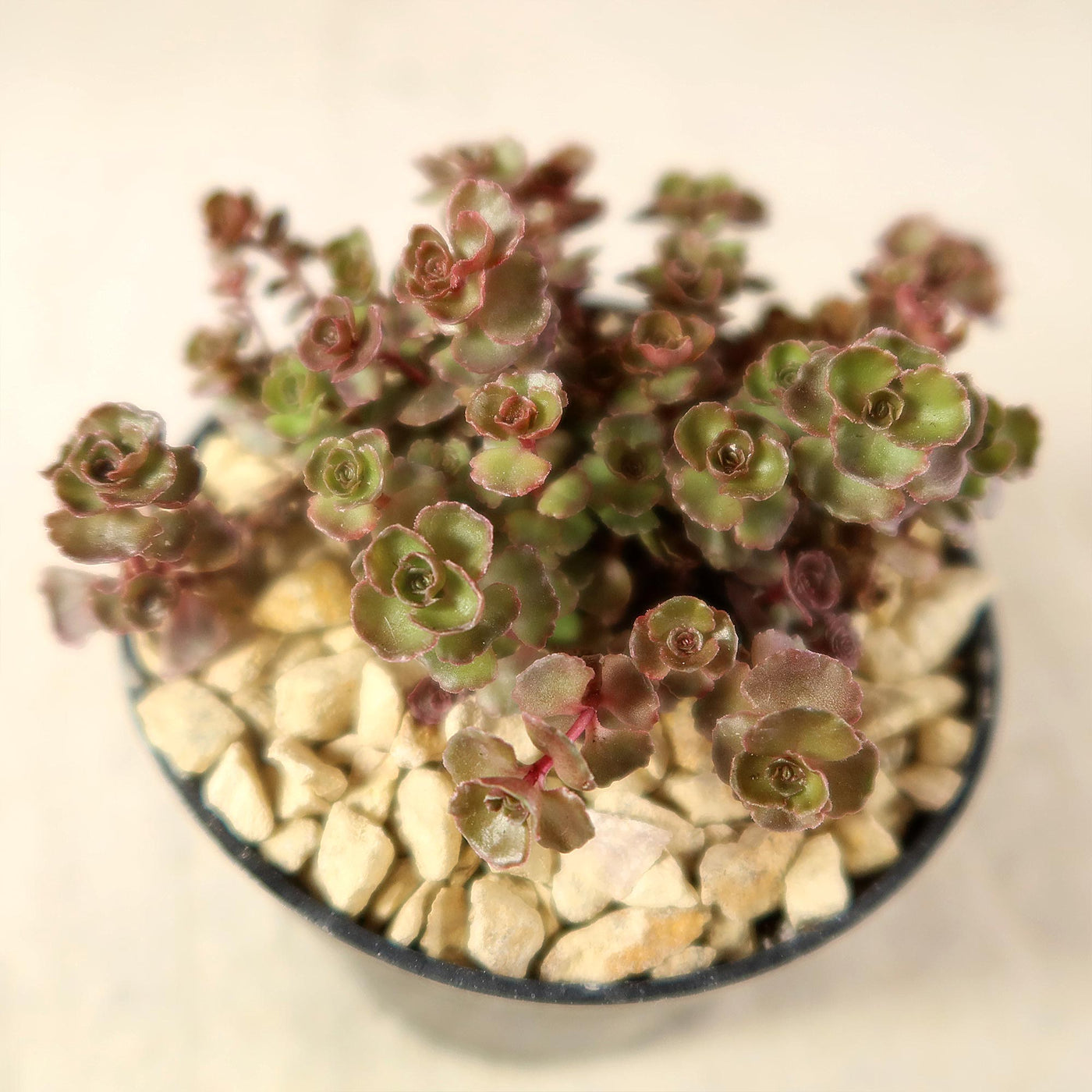 Sedum ‘Mahogany Red’