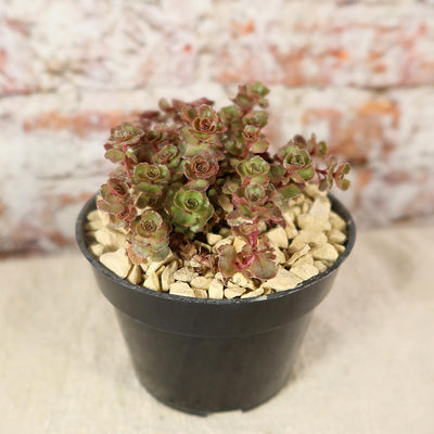 Sedum ‘Mahogany Red’