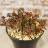 Sedum ‘Mahogany Red’