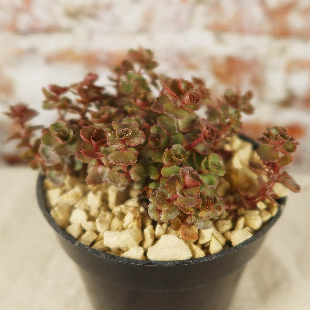 Sedum ‘Mahogany Red’