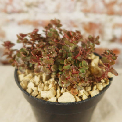 Sedum ‘Mahogany Red’