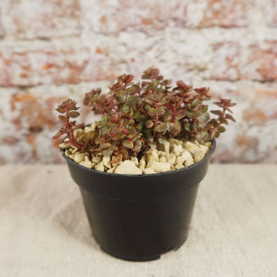 Sedum ‘Mahogany Red’