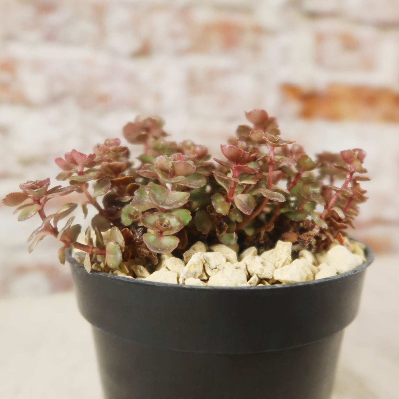 Sedum ‘Mahogany Red’