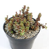 Sedum ‘Mahogany Red’