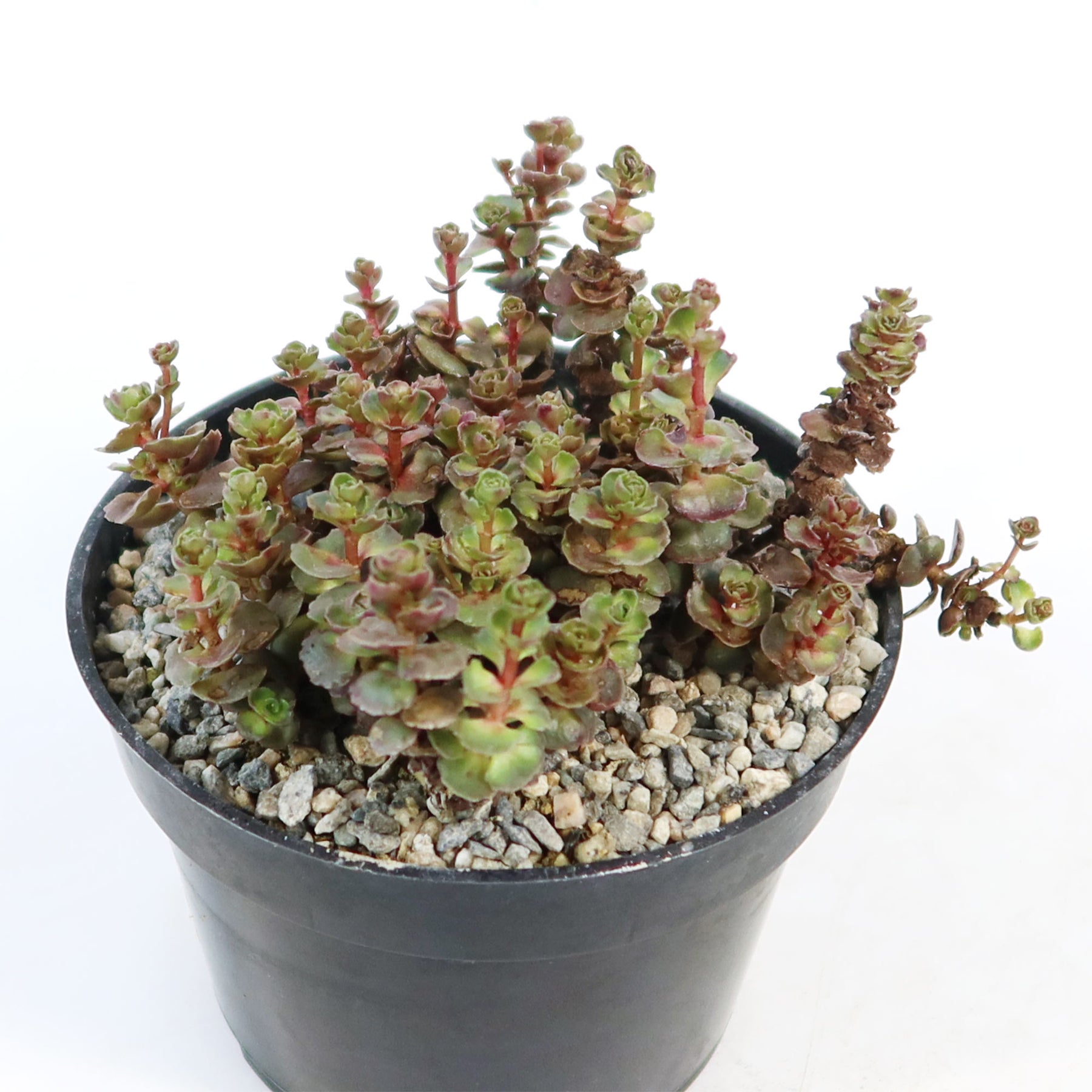 red sedum succulent Shop 'Sedum mahogany red' Care & Growing Guide| Planet Desert