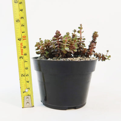 Sedum ‘Mahogany Red’