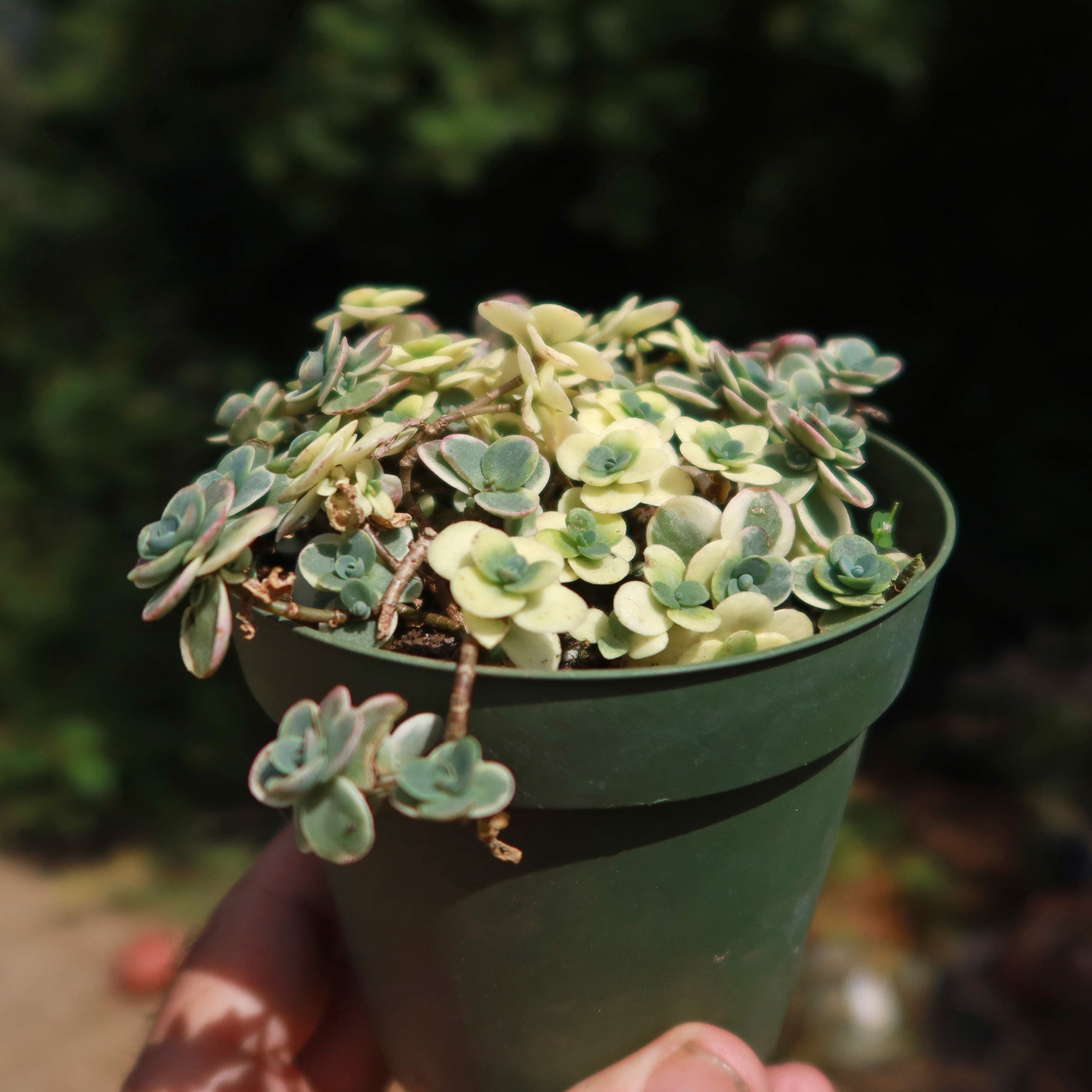 Showy Stonecrop - Sedum 'Sunsparkler Lime Twister'